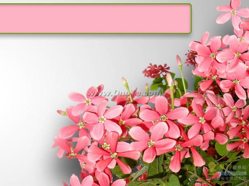 粉色花簇ppt模板 软件界面预览_2345软件大全