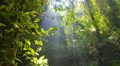 瑞丽莫里热带雨林景区旅游-瑞丽莫里热带雨林景区